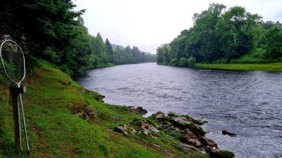 The river this morning, slowly rising with heavy showers, lovely!