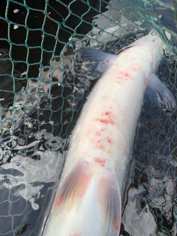 An example of a fresh fish with the red rash on the belly, this time a grilse from Rothes.