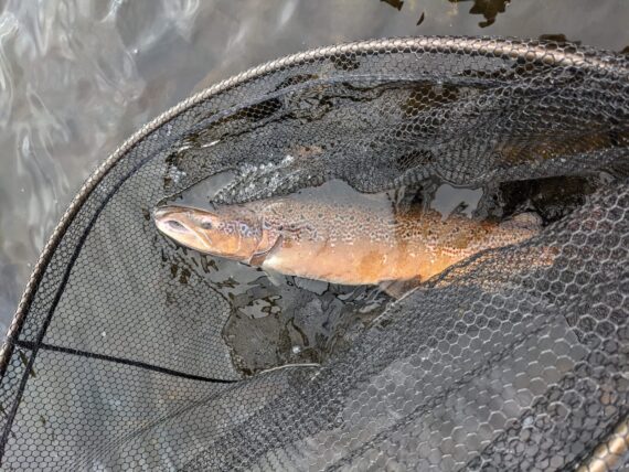 John Richardsonโs 12.5lb gentleman displaying his spawning colours