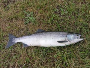 A second Pink Salmon caught on Brae Water 4