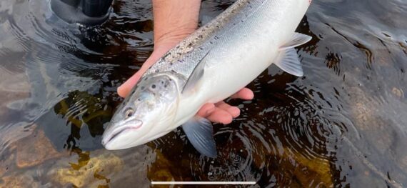 Dick Bastianโs beautiful fresh fish