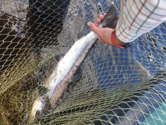 Jill Edwards with most fresh fish seen in a while