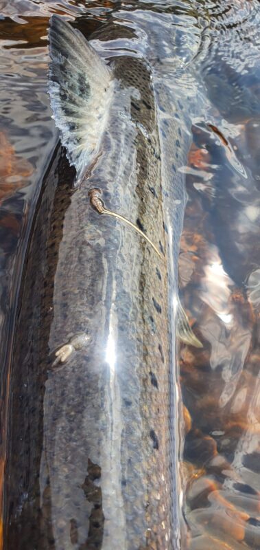 Long tailed sea lice