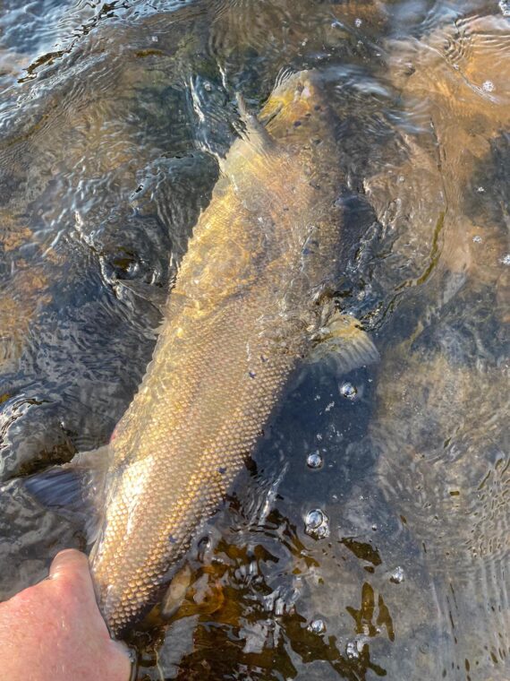 Paul Davidson releasing his 14lb fish