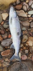 Pink Salmon from Gordon Castle Water