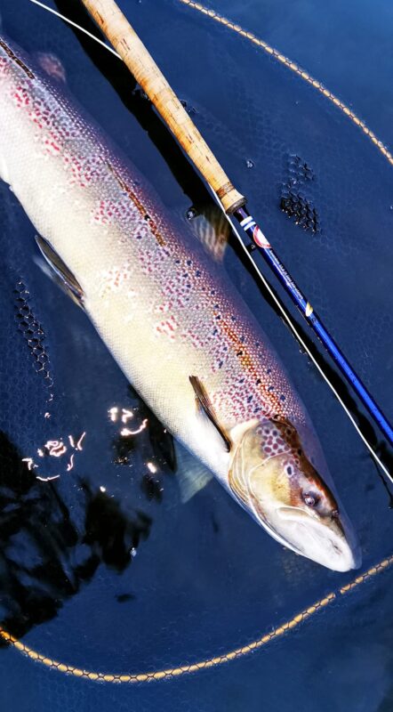 Resplendent in its spawning colours