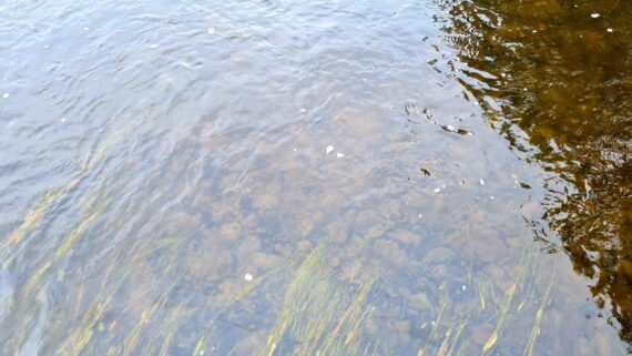 One of the few suitable salmon spawning areas in the mile below Spey Dam. At present it is only covered with silt but when the sands move downstream the spawning gravels may become buried.