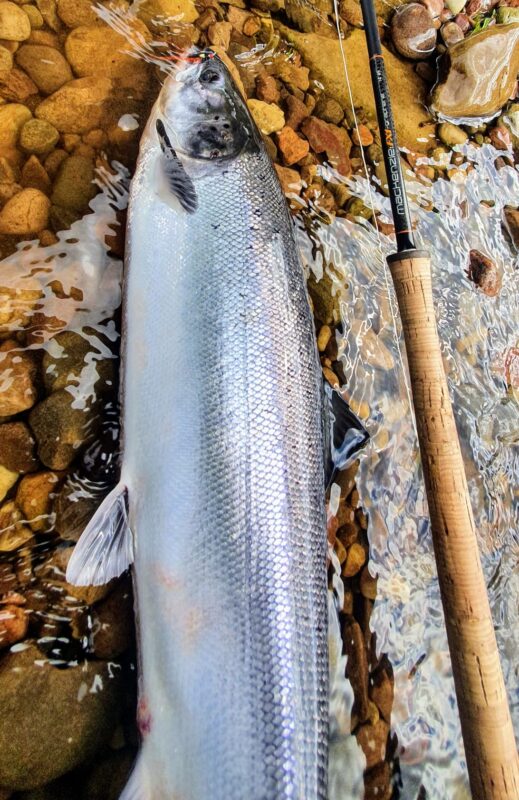 Stunning fish landed by David Buley