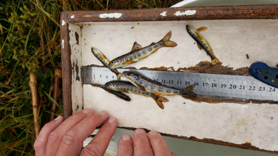 The juvenile salmon catch from the first site of the day, UA03